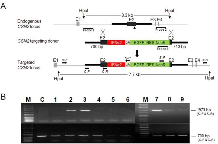 Comfirmation of knock-in cell lines (IFN)