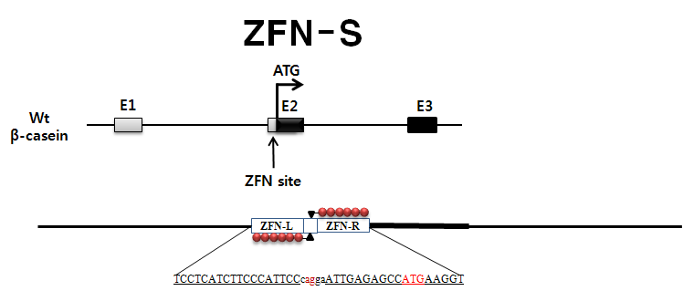 소 β-casein 엑손2를 타깃으로 디자인된 ZFN-S (Zinc Finger Nuclease)의 결합과 절단 위치