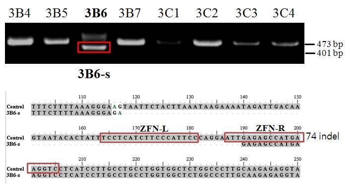 강한 삽입/삭제 (strong indel)를 보인 3B6로 부터 작은 PCR 산물(3B6-s)의 direct sequencing 결과. 정상적인 control 473 bp PCR 산물과 비교한 결과 72 bp가 제거되었고 2 bp가 삽입되었다.