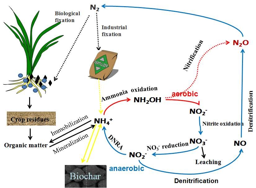 토양에서의 질소변환 및 바이오차르 투입에 따른 아산화질소 발생기작