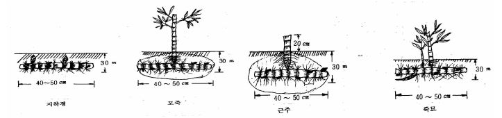 모죽 및 죽묘의 종류