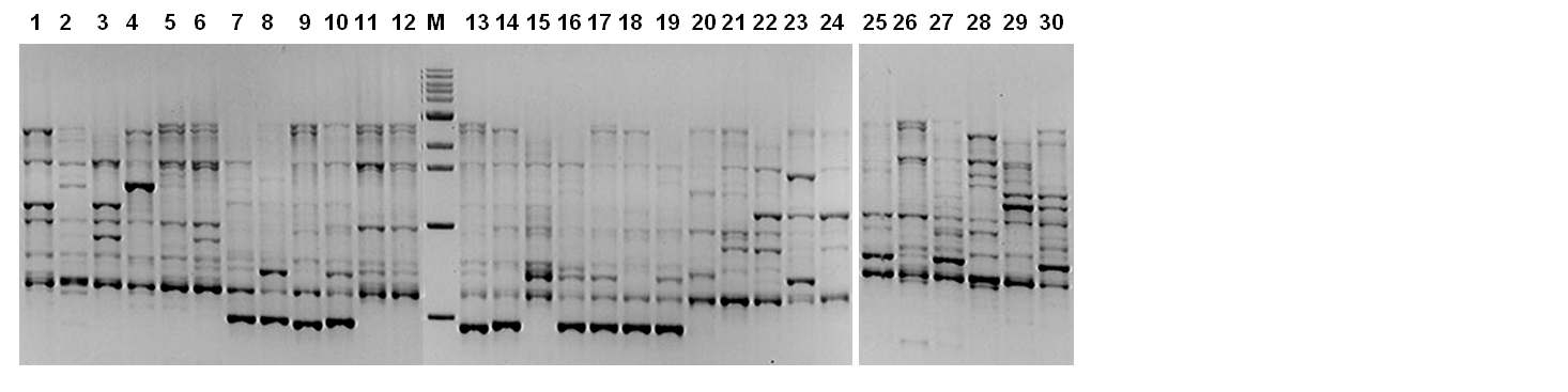 RAPD profiles of 30 grape rootstock cultivars generated using OPA-10 primer