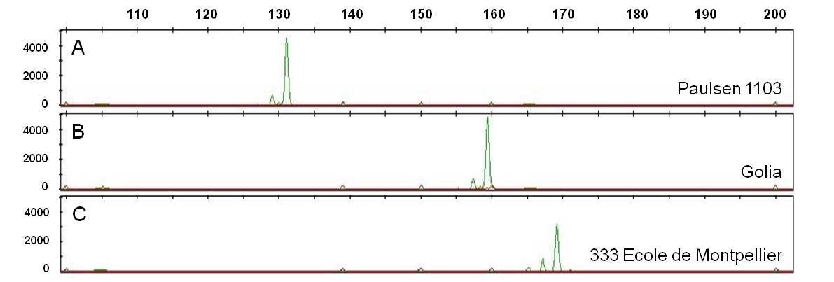 SSR locus VMC8D3 showing alleles amplified from Paulsen 1103(A), Golia(B), and 333 Ecole de Montpellier(C).