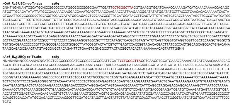 UBC3, 188-08 특이적인 밴드 염기서열분석 결과