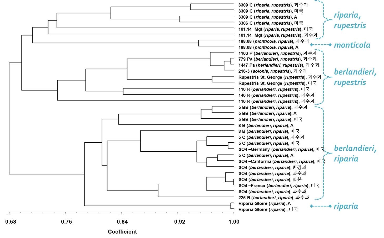 시험에 사용된 대목 15품종, 35점에 대한 UPGMA dendrogram