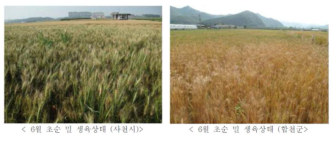 2011년 경남지역 밀 재배 농가 생육 사진