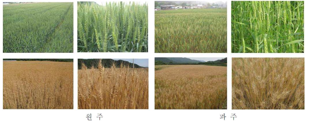 경기 강원지역 밀 재배 농가 생육 사진