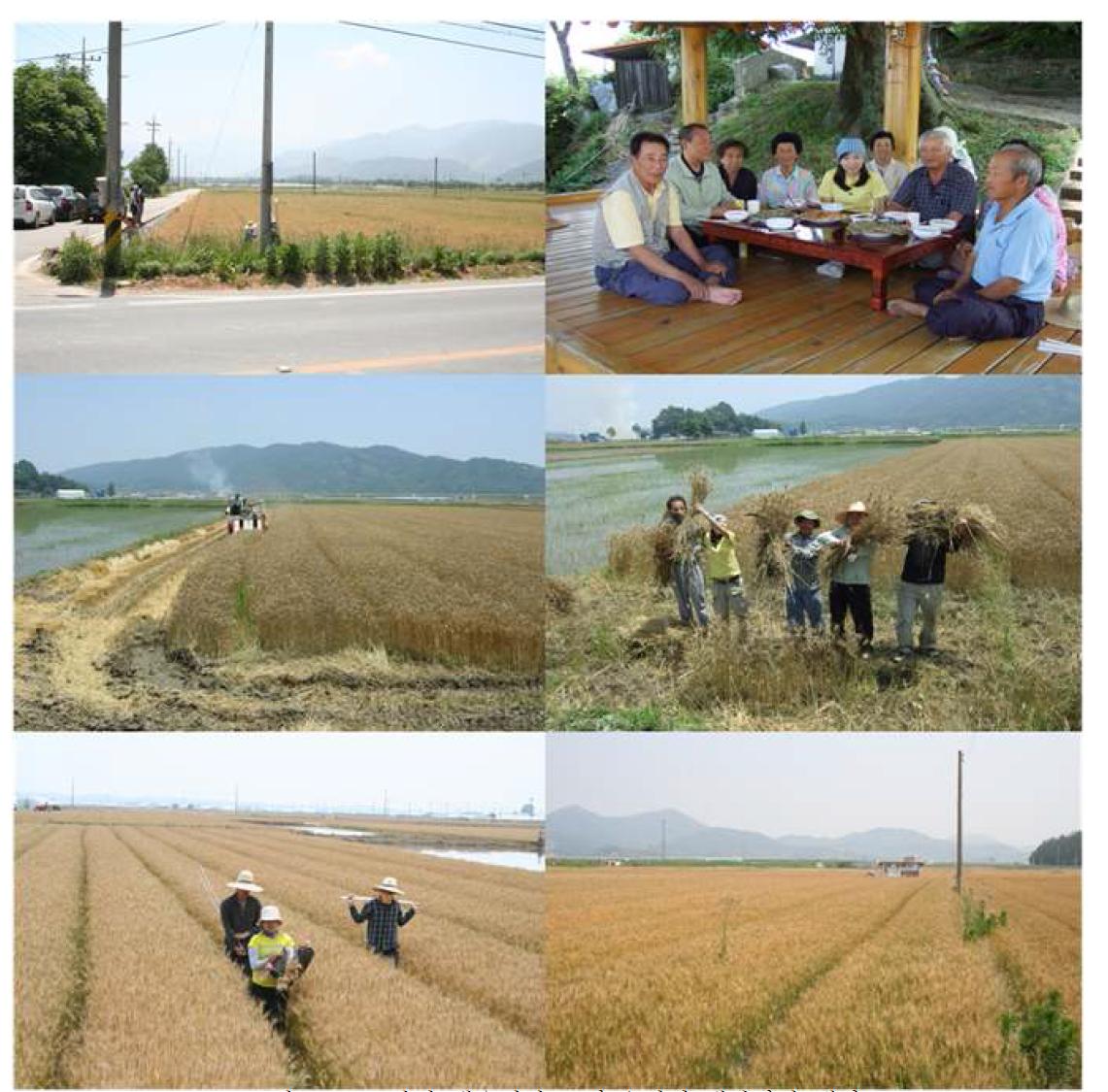 국산밀 생육현장 조사 / 지역 생산자와 대화