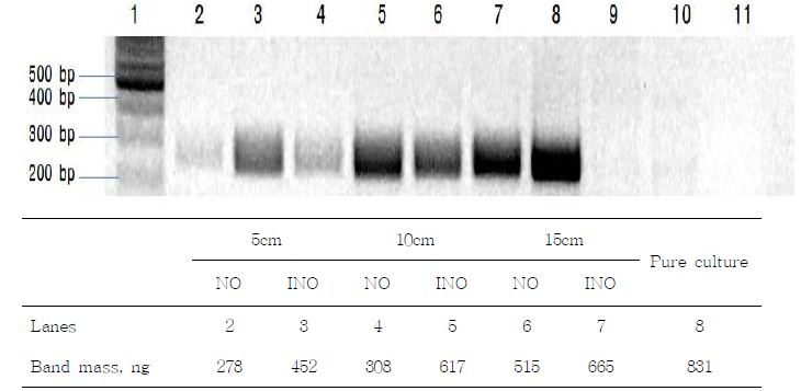 Gel electrophoresis analysis and band mass after PCR amplification of DNA from barley silage (Youngyang) fermented for 100 day without or with inoculants