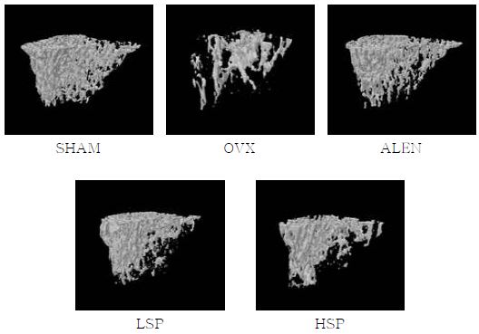 골다공증유도 동물의 해면골 변화 (micro-CT)