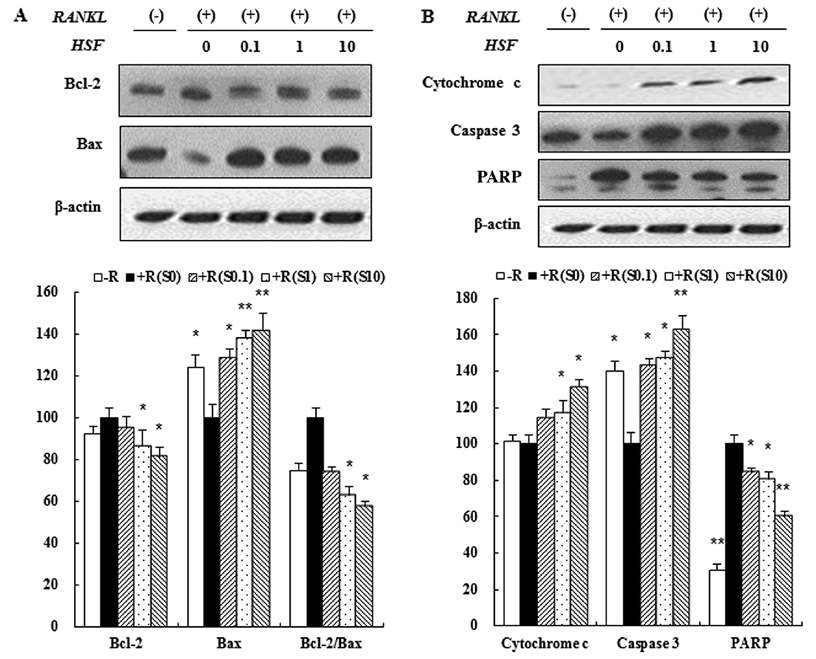 실크단백질 처리에 의한 MCF-7 세포의 세포사멸사 관련 인자 발현 (A) Bcl-2 and Bax, or (B) cytochrome c, caspase-3, PARP