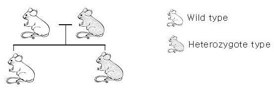 p53 heterozygote (+/-) mice 모체 생산