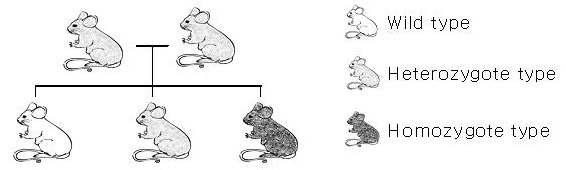 p53 heterozygote (+/-) mice 실험동물 생산