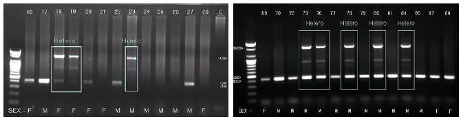 p53 heterozygote (+/-) mice 실험동물 유전 차이 결과