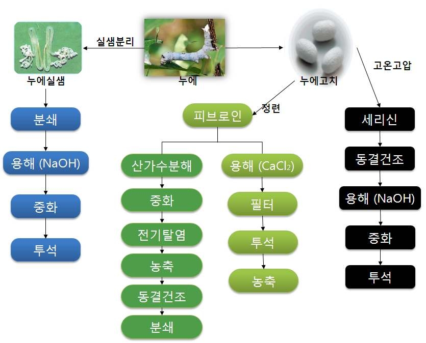 연골세포적용 실크 단백질 제조 공정