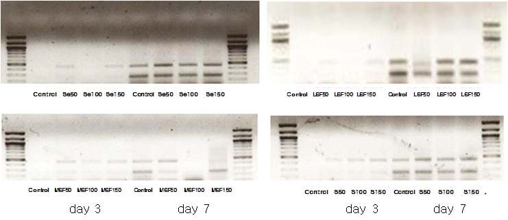 실크단백질 처리에 의한 col2 유전자 발현