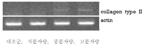 세리신의 분자량 별 연골세포 분화 유도