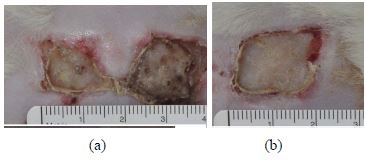 작잠 실크단백질에 의한 상처회복 실험; (a) control; (b) sample