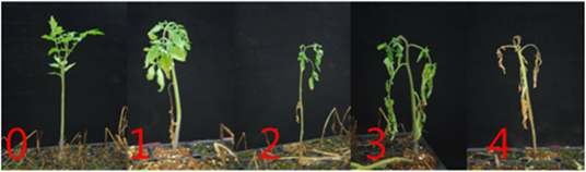 토마토 풋마름병 병저항성 지표(0～4)