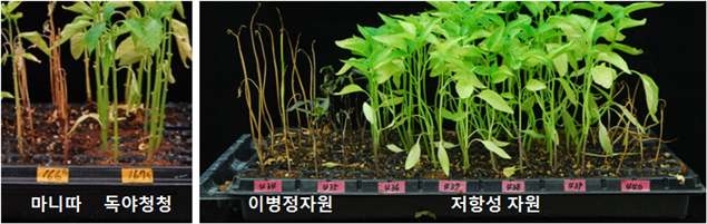 역병저항성 대조품종과 고추 유전자원 접종 후 이병성, 저항성 자원의 모습