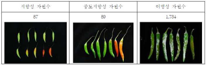 탄저병 저항성, 중도 저항성, 이병성 자원의 병접종 2주 후 모습