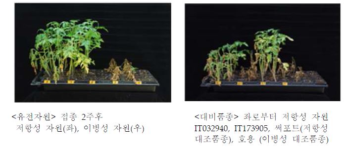 토마토 풋마름병 저항성 검정 결과 유전자원과 대비품종의 비교