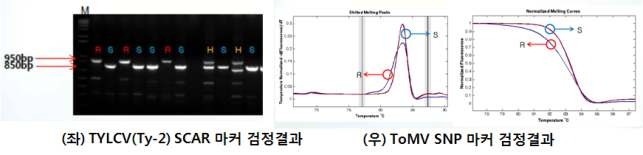 TYLCV와 ToMV마커 검정 결과