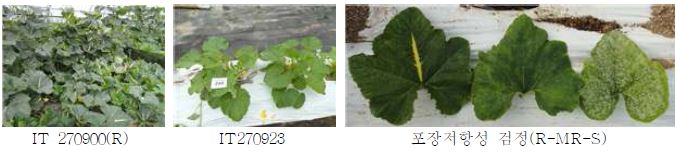 흰가루 저항성 자원들의 포장 저항성 검정
