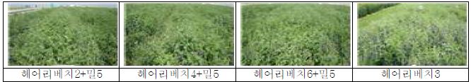 파종방법에 따른 헤어리베치 생육상황