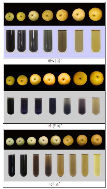 배 품종별 과실의 성숙단계별 과실 및 전분함량의 변화.