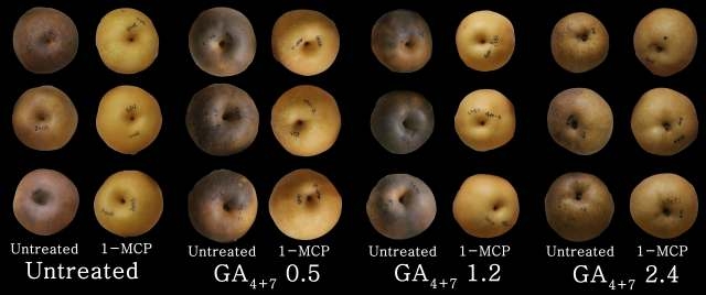 GA4+7농도별 도포처리 ‘한아름’ 배의 1-MCP 처리에 따른 과실 외관 비교