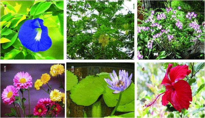 Examples of some flowers with known antimicrobial activities belonging to the species.