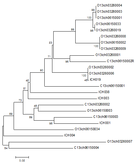 Result of COI barcode analysis from Aranidae collected in organic or conventional soybean farm fields. Total 24 individuals from 17 species.