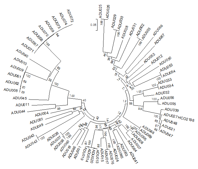 Result of COI barcode analysis from Arthropods collected in organic or conventional apple farm fields. Total 71 individuals from 41 species.