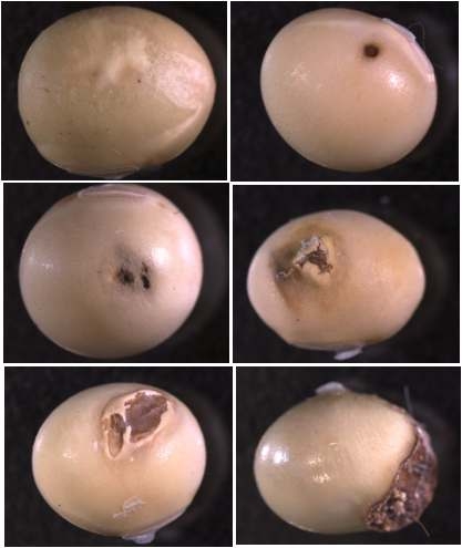 Soybeans infected by bacteria or fungal disease secondarily according to sucking damages by Hemiptera pest insects.