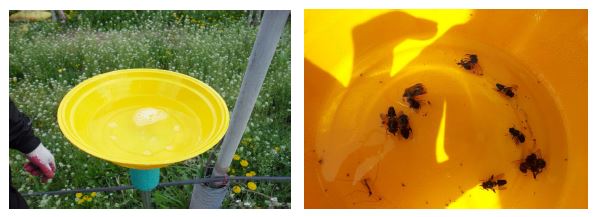 Yellow pan trap used collection of pollinators in apple orchards.
