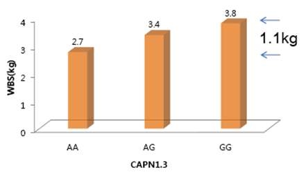 Functional effect of CAPN1.3 on Warner-bratzler shear force for Hanwoo cows