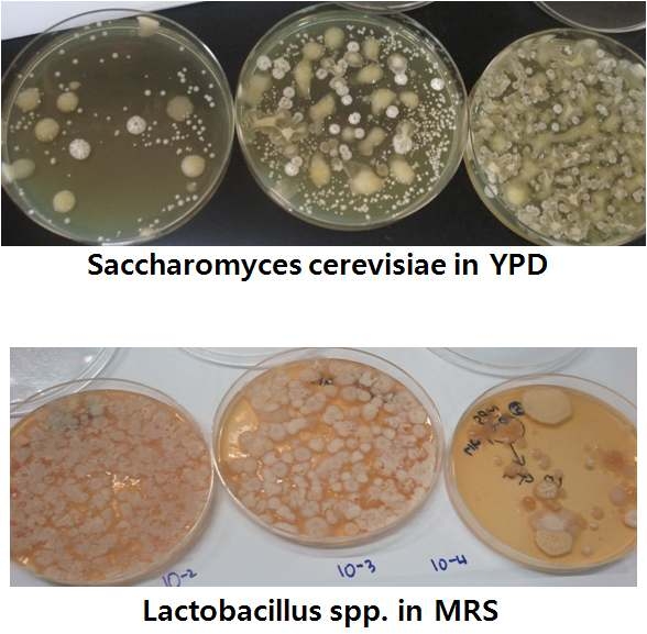 Saccharomyces 및 Lactobacillus의 균수함량 조사