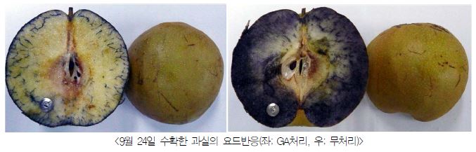 만풍배의 수확기 과실 요드 반응