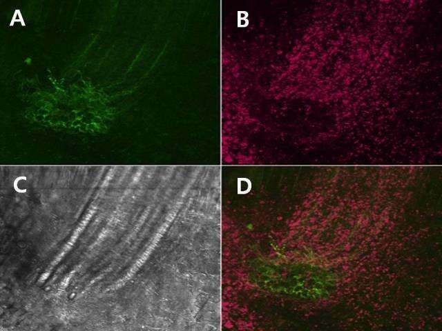 상추 엽맥 조직 부위의 세포질 내 유리 Ca2+ Confocal laser scanning micrograph. A; Ca2+ Fluo-3 Am-ester signal, B; Ca2+ Fura Red AM-ester signals, C; transmission image, D; multi channel image using Fluo-3 and Fura Red. 녹색의 강도는 유리 Ca2+ 농도에 비례하며 적색의 강도는 반비례함.