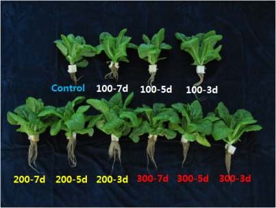광도(100, 200, 및 300μmol?m-2?s-1) 및 수확전 양액결제시기(3, 5, 7일전)에 따른 청치마상추의 생육