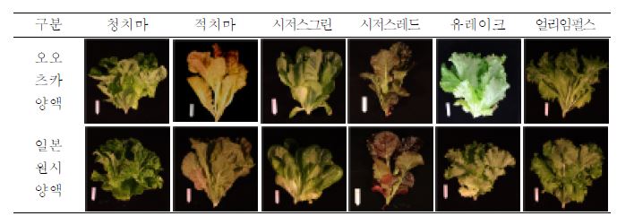 식물공장 재배 시 양액에 따른 상추와 양상추의 생육 특성