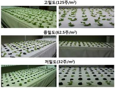재식밀도에 따른 비결구 양상추의 생장