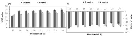 식물공장 시스템 내에서 육묘기 2주간 처리된 EEFL 광주기가 ‘청치마’(A) 및 ‘적치마’(B) 엽색에 미치는 영향. 육묘 2주후(2 weeks) 및 정식 2주후(4 weeks) 측정.