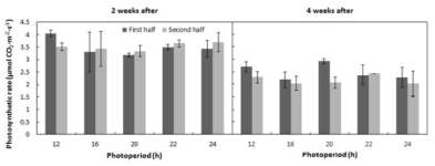 식물공장 시스템 내 EEFL 광주기가 ‘청치마’ 상추의 처리 2주 및 4주 후 광합성률에 미치는 영향. 명기 전반부(first half)와 후반부(second half)에 측정