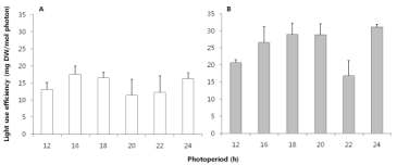 식물공장 시스템 내 EEFL 광주기가 ‘청치마’ 상추의 처리 2주(A) 및 4주(B) 후 광이용효율에 미치는 영향