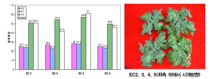 아이스플랜트 양액농도별 생육