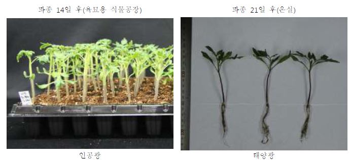 육묘용 식물공장 및 온실에서 생산된 토마토 접수