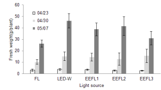 광원의 종류에 따른 상추의 정식 후 일수별로 생체중의 변화