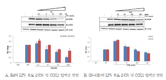 Ginsenoside Rd 및 GS-E3D의 LPS 유도 iNOS 및 COX2 단백질 발현 억제능